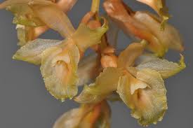 Image result for Holothrix longiflora