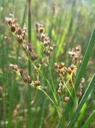 Image result for Juncus balticus