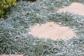 I was looking at thymes and veronicas for the most part. Drought Tolerant Groundcovers To Save Water Hide A Dead Lawn Sunset Sunset Magazine