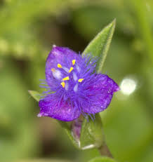 Image result for Cyanotis axillaris