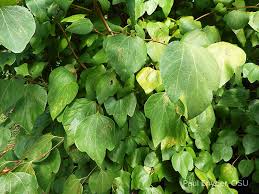 Image result for Linderniella pusilla