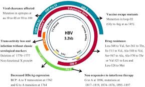1 persons born in regions with a prevalence of hbv infection of 2% or greater, such as countries in africa and asia, the pacific islands, and parts of south america, often become infected at birth and account for up to 95% of newly reported chronic infections in the us. Mutations And Methods Of Analysis Of Mutations In Hepatitis B Virus