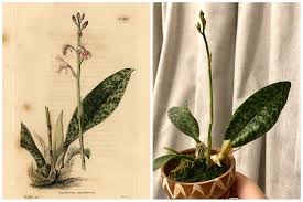 Image result for Oeceoclades maculata