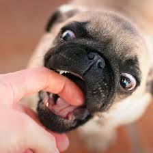3 ﻿﻿ if you respond to a growling dog by hitting, yelling or using some other aversive method, the dog may feel the need to defend itself by biting you. How To Train Your Dog Not To Bite