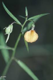 Image result for Afrohybanthus enneaspermus