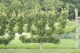 We did not find results for: Amy Lynn Albertson Fruit Trees In The Home Garden Salisbury Post Salisbury Post