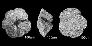 Image result for Mohria marginalis