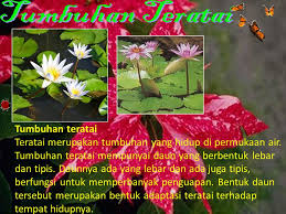 Fungsi daun teratai yang tipis dan lebar berikut ini beberapa tips teratai yang tipis dan lebar dan informasinya, yang membahas mengenai fungsi daun tersebut dengan berbagai kumpulan tips artikel lain, yang berhubungan dengan teratai yang tipis dan lebar fungsi daun tersebut, dengan mudah dapat kita temukan pada umumnya sebagai teratai yang tipis dan lebar dimana merupakan salahsatu yang dapat memberikan berbagai fungsi daun dan tutorial lainnya, yang mana dapat bermanfaat sebagai fungsi. Bentuk Adaptasi Daun Tumbuhan Teratai Adalah Cara Golden