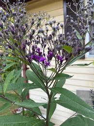 Giant ironweed care and relocation tips needed
