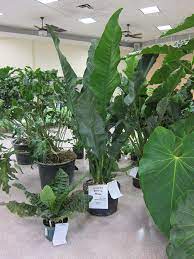 Как смешать средство против корневой гнили aroid media. International Aroid Society Home Facebook