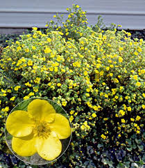 Fingerstrauch Goldfinger Pflanzen Bodendecker Bepflanzung