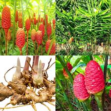 Image result for Zingiber