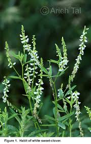 Image result for Melilotus albus