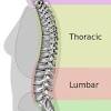 Anatomical structures of the rib cage. 1