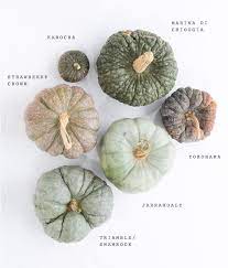 As it ages, the dark green turns to buff orange. Green Heirloom Pumpkin Varieties Photo By Scott Clark See More On 100layercake Com Blog Heirloom Pumpkins Pumpkin Varieties Autumn Inspiration