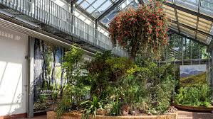 Image result for Hypertelis bowkeriana