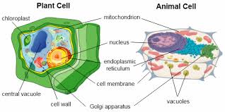 Maybe you would like to learn more about one of these? Cells