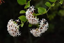 Image result for Carissa spinarum