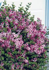 Image result for Syringa meyeri ´Palibin