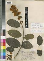 Image result for Pseudocalyx saccatus