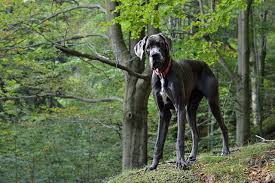 They can be protective and territorial but still calm and affectionate with their families. 18 Giant Dog Breeds We Love The World S Biggest Dogs Revealed