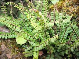 Image result for Asplenium uhligii