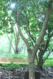 Image result for Holarrhena