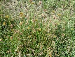 Image result for Pycreus polystachyos