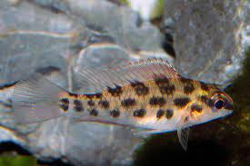 Learn about rio negro using the expedia travel guide resource! Dicrossus Foirni Sp Rio Negro Weibchen Aqualog De