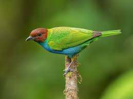 Image result for Bertiera angusiana