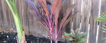 Red sister is an evergreen shrub with a trunk like a palm. Cordyline Hawaiian Ti Plant Good Luck Plant Ti Plant Cordyline Fruticosa Red Sister