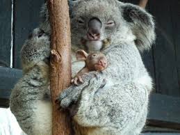 A Newborn Koala Joey Is Around 2 Centimetres Long Weighs Less Than 1 Gram Is Blind Hairless And Has No Ears Very Different To Koala Koala Bear Baby Koala