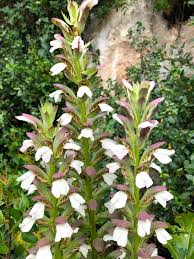 Image result for Acanthus