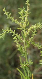 Image result for Suaeda sp. B