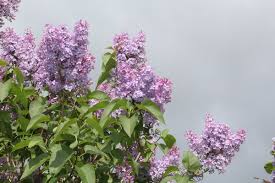 Flieder Edelflieder Amethyst Syringa Vulgaris Amethyst Historischer Deutscher Flieder Mit Einfachen Lila Bluten Und Intensivem Pflanzen Flieder Edelflieder