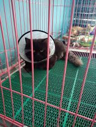 Kalo niat banget potong ujung kuku kucing setelah mandi. Kucing Perlu Dikebiri Atau Dimandulkan Enggak Sih