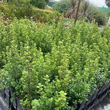 Image result for Myrsine africana