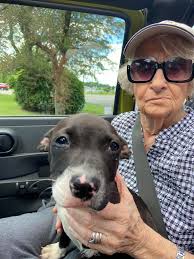 Family dog missing in Grayling, Michigan