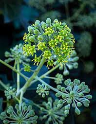 Image result for Araliaceae