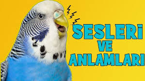 Budgerigar Sound 1 Youtube