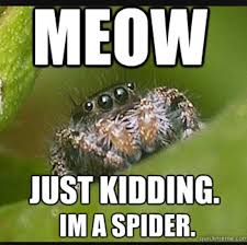 Someone Get Me A Spider Voodoo Doll Stat Now I M Mad At The Meme Spiders Funny Spider Meme House Spider