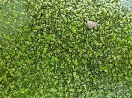 Image result for Wolffia