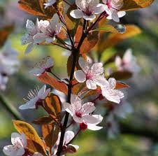 Image result for Prunus