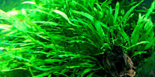 We would like to show you a description here but the site won't allow us. Java Fern How To Grow And Maintain The Aquarium Guide