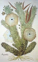 Hoodia diet pills contain the extract of hoodia gordonii cactus. Hoodia Gordonii Wikipedia