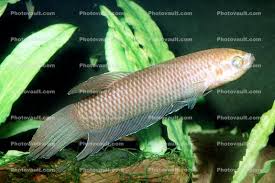 I have kept bettas and gouramis together and not a single scratch. Slender Betta Betta Bellica Perciformes Osphronemidae Gourami Images Photography Stock Pictures Archives Fine Art Prints