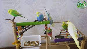 ev kuslari icin oyun alani muhabbet kusu oyun parki youtube