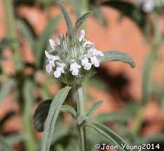 Image result for Acrotome inflata