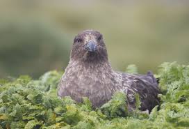 Skua Macquarie Island Australia Macquarie Island Animal Planet Animals