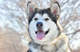 Discover alaskan malamute coloring, sizing, traits, lifespan, and compare alaskan malamutes to other dogs. Giant Alaskan Malamute Does This Breed Exist All Things Dogs All Things Dogs
